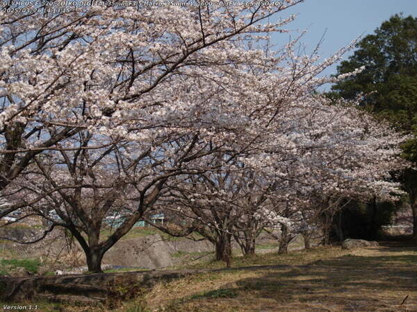 南立石二区(別府市) 境川沿いの桜