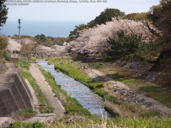 境川(別府市) 境川沿いの桜とイナコスの橋