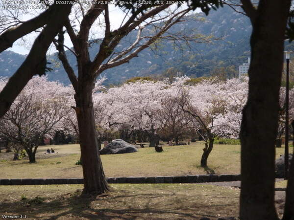 南立石公園(別府市) 南立石公園の桜の木