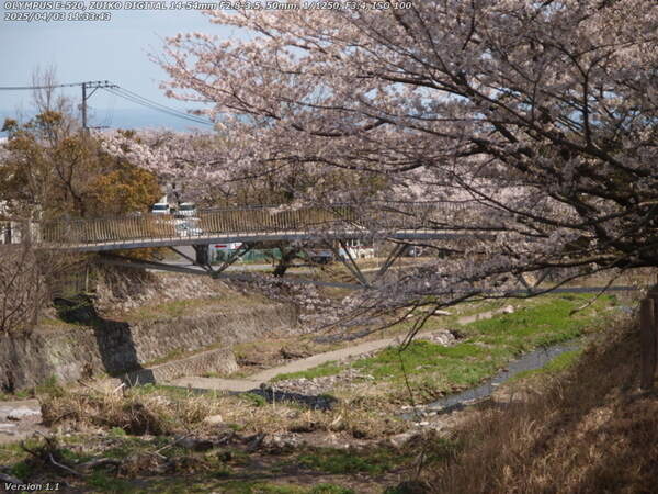 南立石公園(別府市) イナコスの橋と桜
