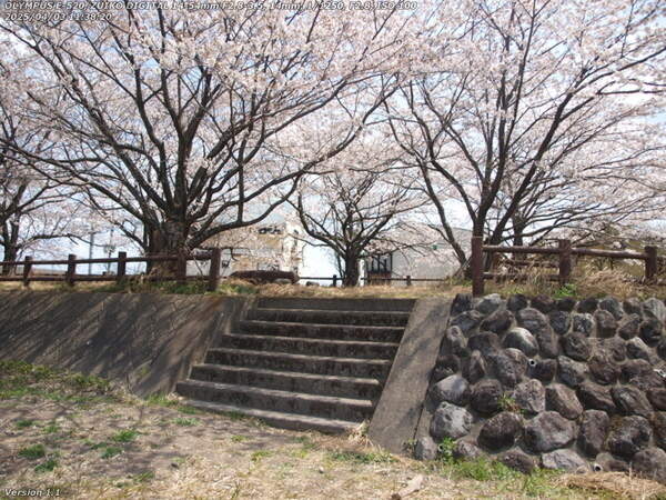 境川(別府市) 階段を上ると桜に囲まれた場所に出る