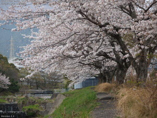 境川(別府市) 土手上の桜並木