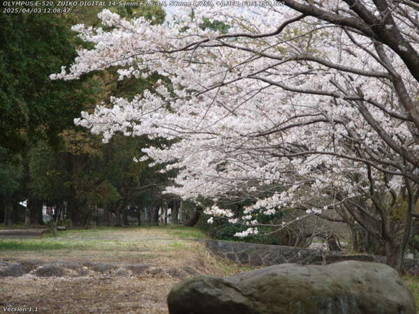 南立石公園(別府市) 穴場の桜撮影スポット