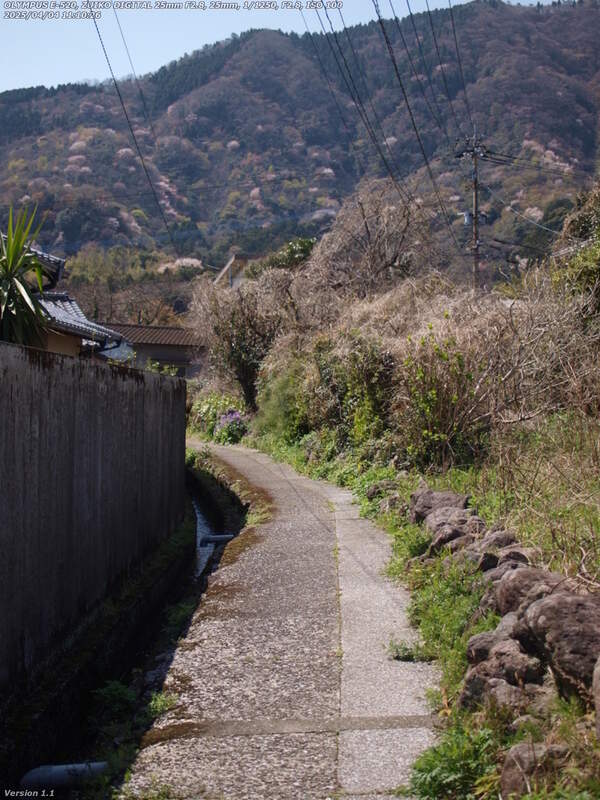 南立石本町(別府市) べっぷ鶴見岳一気登山道を進む