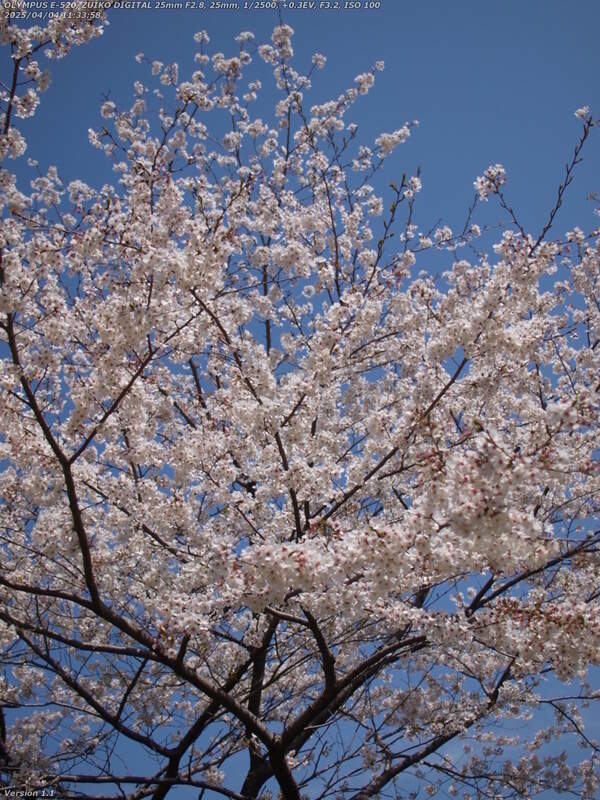 観海寺(別府市) 吉弘嘉兵衛統幸陣所跡の桜