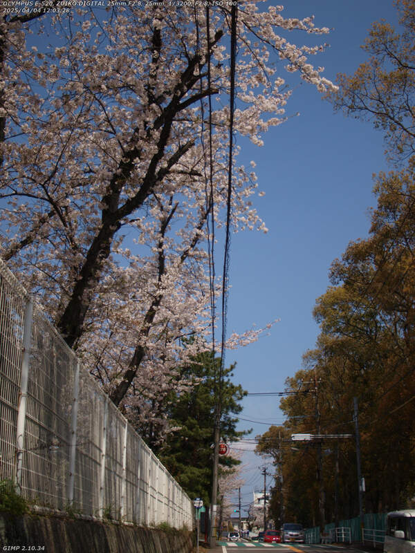 南荘園町(別府市) 栄光園の桜