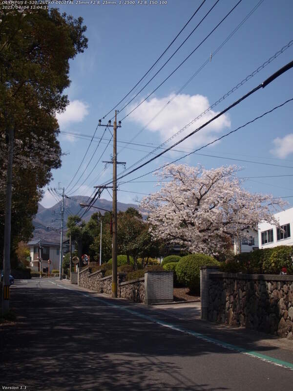 南荘園町(別府市) 別府重度障害者センターの桜