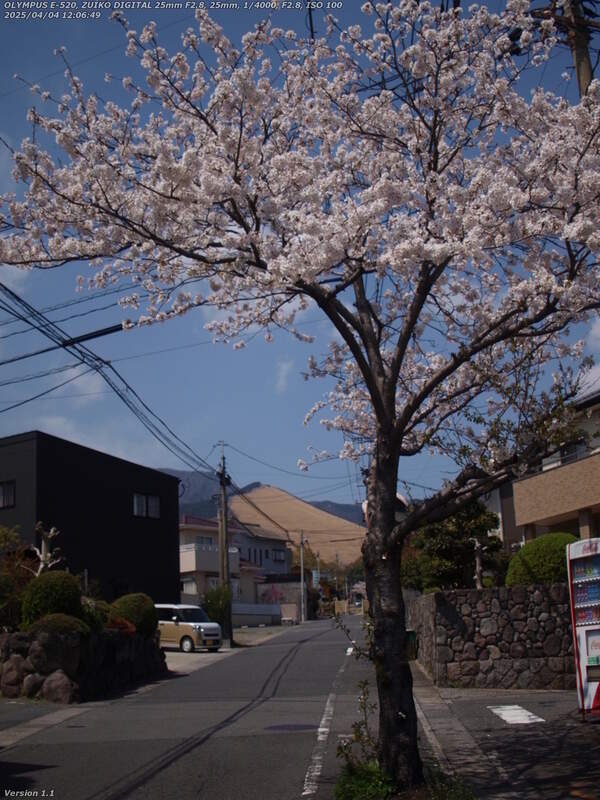 南荘園町(別府市) 『デイサービスセンター 福笑居』の前の桜