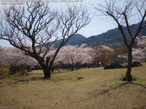 南立石公園(別府市) 花見をする人々