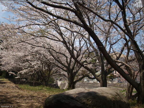 南立石公園(別府市) かなり散ってしまっている桜