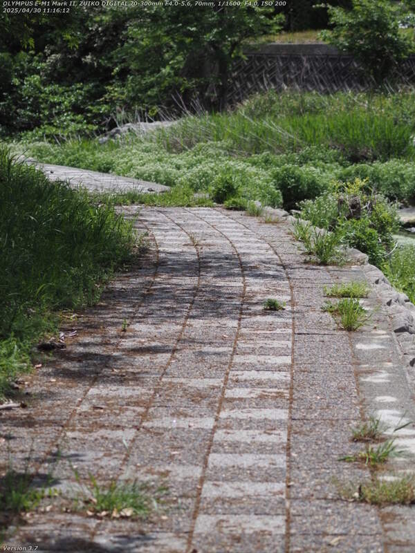 境川(別府市) 河川敷広場の左岸を下流へ