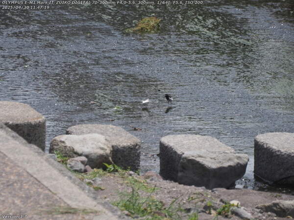 境川(別府市) セグロセキレイと謎の白い野鳥