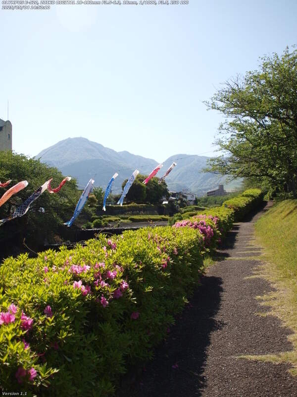 境川(別府市) 境川の鯉のぼり