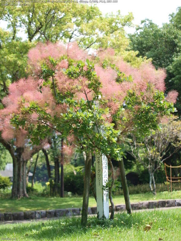 南立石公園(別府市) 線香花火のように見えるスモークツリー