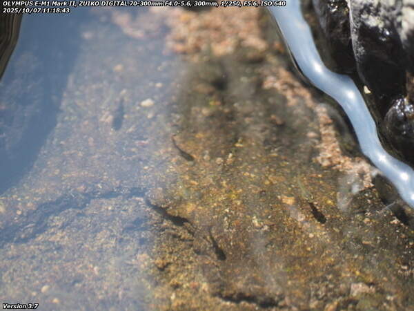 境川(別府市) 約1年8ヶ月ぶりに見かけるカダヤシ疑惑の魚