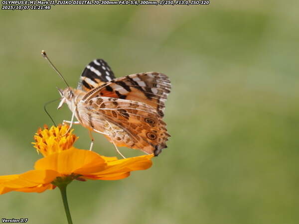 境川(別府市) ヒメアカタテハ