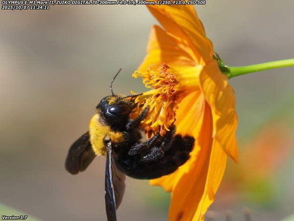 境川(別府市) キバナコスモスの花の蜜を吸うクマバチ(クマンバチ)