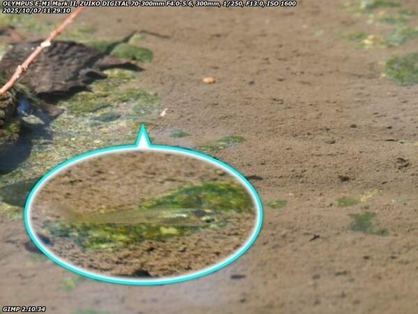 境川(別府市) ここにもカダヤシ疑惑の魚がいる