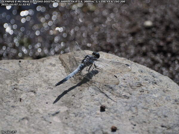 境川(別府市) シオカラトンボ