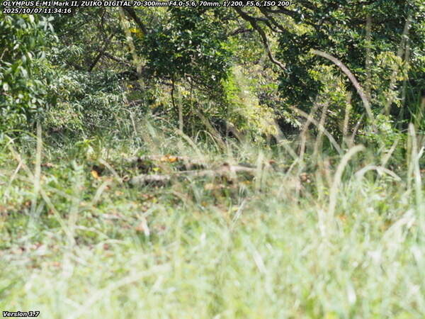 境川(別府市) 土手上の草地を進む