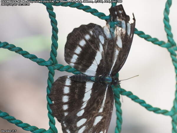 境川(別府市) コミスジ