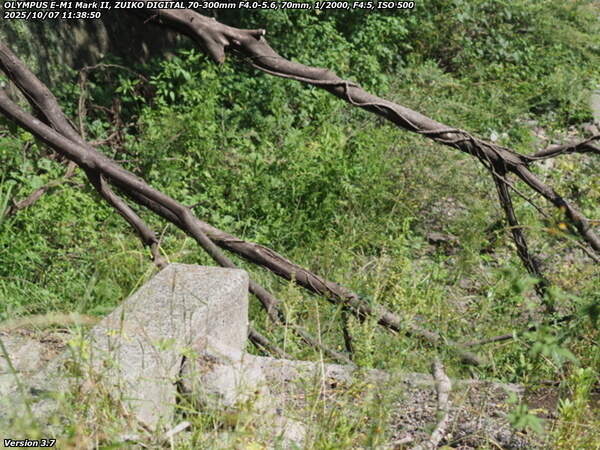 境川(別府市) 河川敷の歩道を塞ぐ倒木