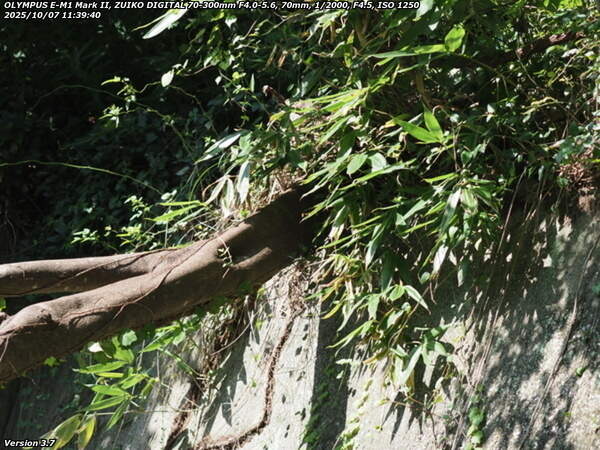 境川(別府市) 河川敷の歩道を塞ぐ倒木の根本