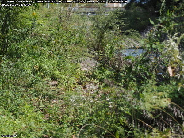 境川(別府市) 河川敷の歩道を覆う生い茂った雑草