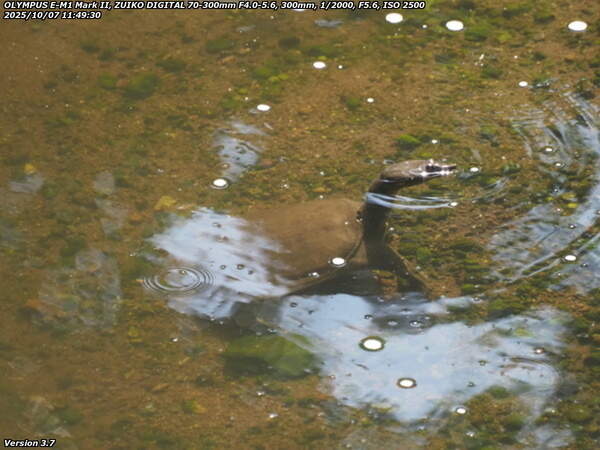 境川(別府市) 水面から顔を出すスッポン