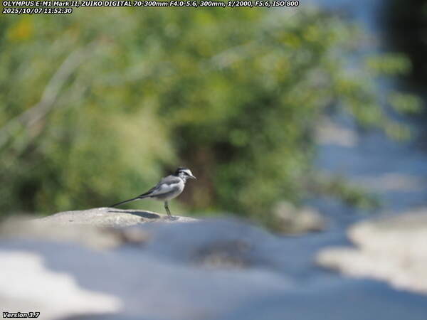 境川(別府市) ハクセキレイ