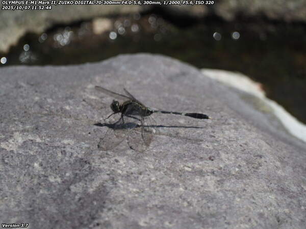 境川(別府市) ハラボソトンボ