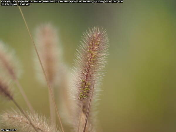 境川(別府市) エノコログサ(ネコジャラシ)
