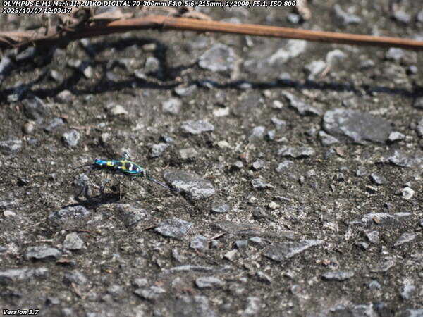 境川(別府市) ナミハンミョウ