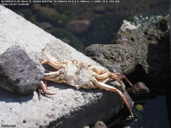 境川(別府市) モクズガニの死骸