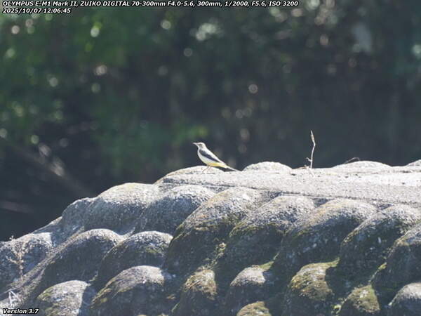境川(別府市) キセキレイ