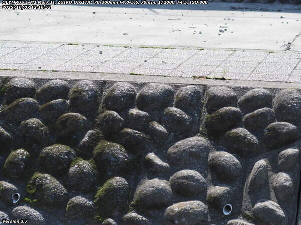 境川(別府市) ギンヤンマ