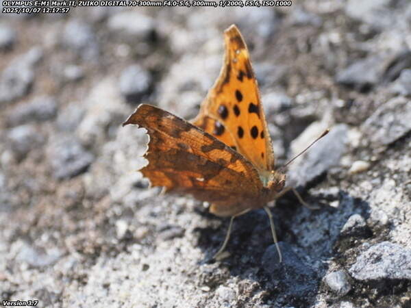境川(別府市) キタテハ