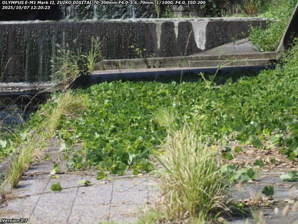 境川(別府市) 古戦場橋の下の左岸はつる性植物で覆われている