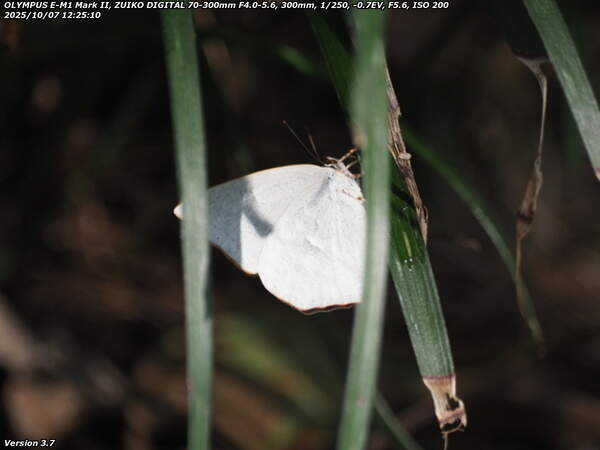 南立石公園(別府市) ウラギンシジミ