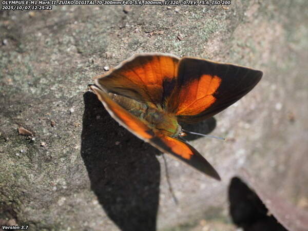 南立石公園(別府市) この表翅の模様はウラギンシジミのオス
