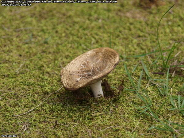 南立石公園(別府市) キノコ