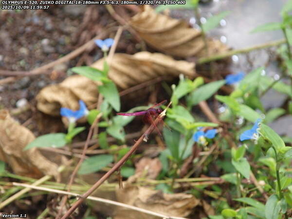 境川(別府市) ベニトンボ