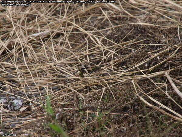 境川(別府市) ハラボソトンボの連結産卵