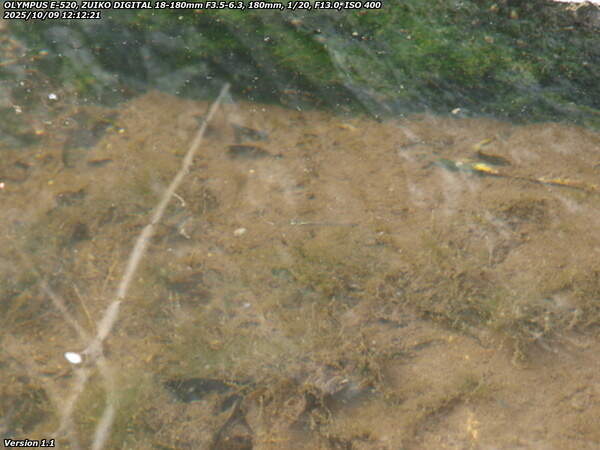 境川(別府市) カダヤシ疑惑の魚