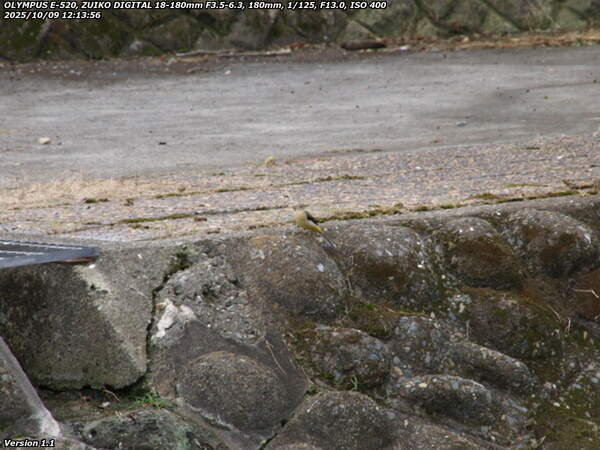 境川(別府市) キセキレイ