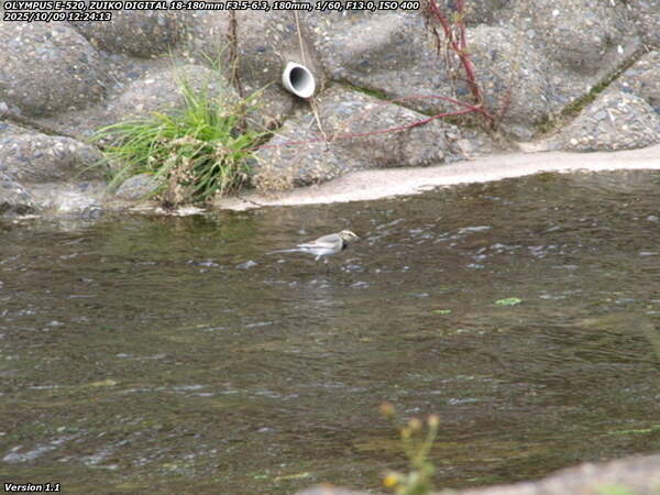 境川(別府市) ハクセキレイ