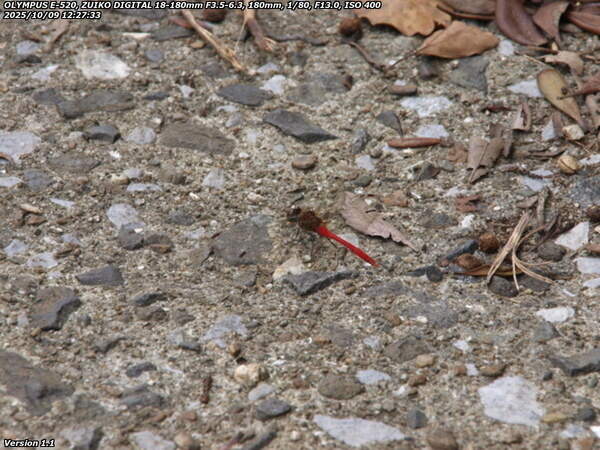 境川(別府市) マユタテアカネ