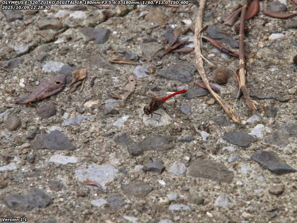 境川(別府市) マユタテアカネ