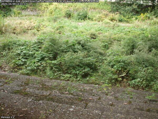 南立石公園(別府市) 河川敷は草ボーボー