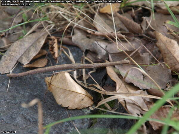 南立石公園町(別府市) 初撮影のエダナナフシ
